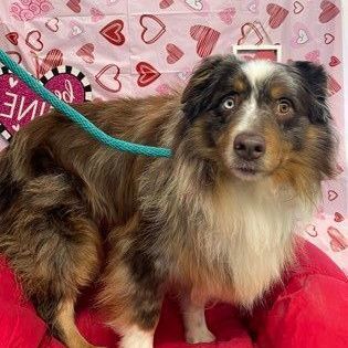Pixie, an adopted Australian Shepherd in Syracuse, NY_image-1