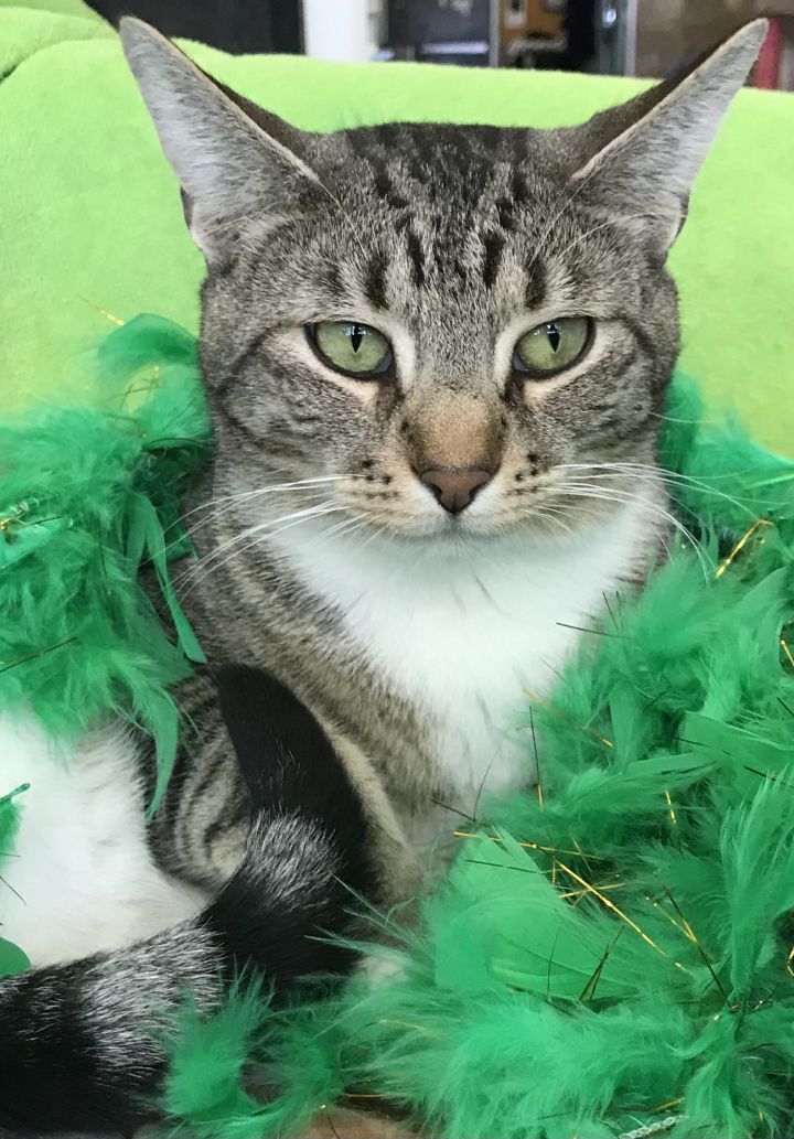 Boots, an adoptable Tabby & Domestic Short Hair Mix in Dublin, OH_image-1