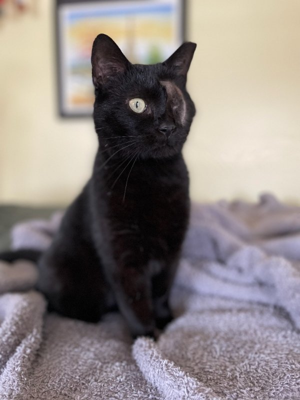 Uno, an adopted Domestic Short Hair Mix in Dublin, OH_image-1