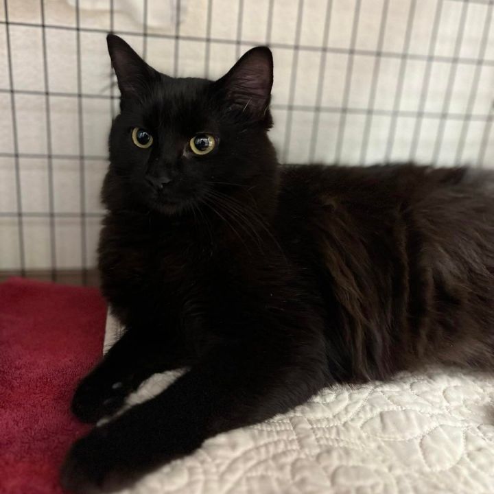 Midnight, an adopted Domestic Long Hair in Grants Pass, OR_image-1