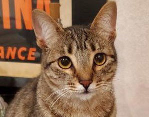 Sapphire, an adoptable Domestic Short Hair, Tabby in San Jose, CA, 95123 | Photo Image 1