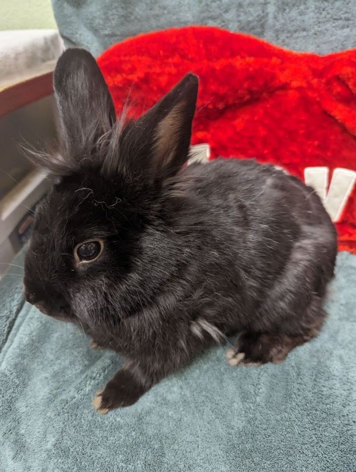 Ember, an adoptable Lionhead in Roseville, CA_image-1