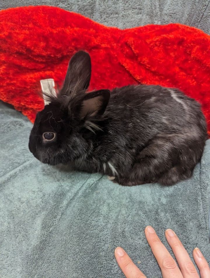 Ember, an adoptable Lionhead in Roseville, CA_image-2