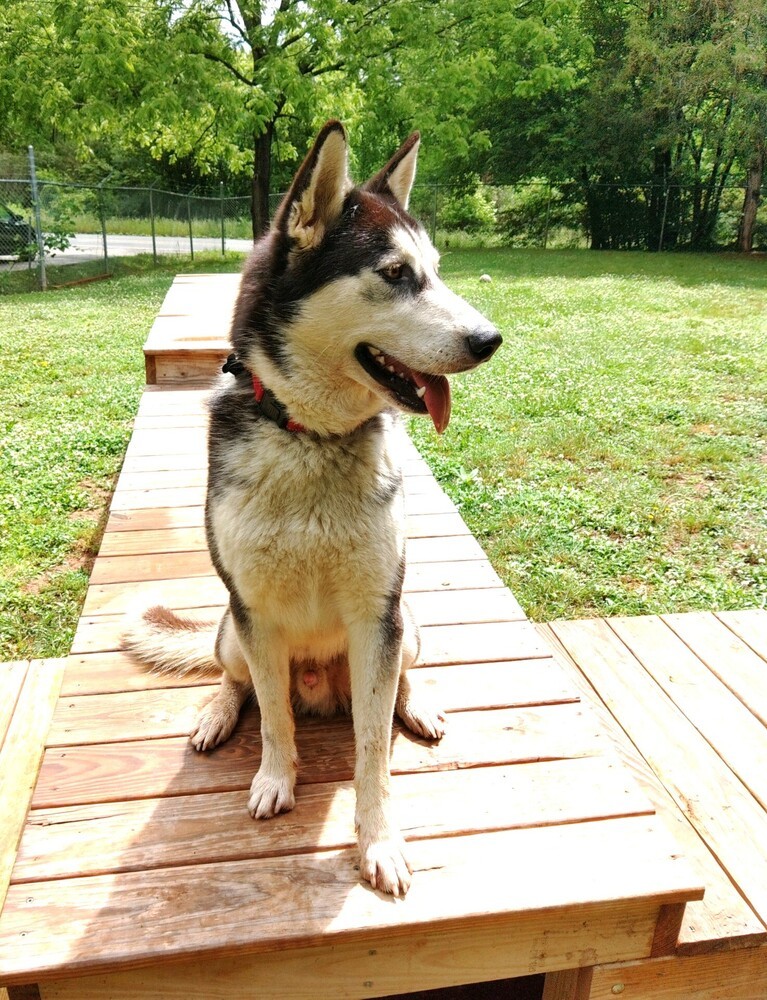 Drogo, an adoptable Husky in Snow Camp, NC, 27349 | Photo Image 1