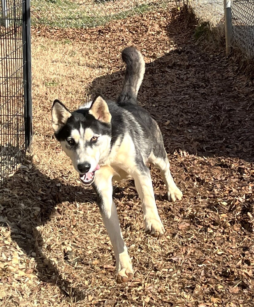 Drogo, an adoptable Husky in Snow Camp, NC, 27349 | Photo Image 2