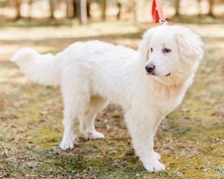 Great pyrenees outlet shoes