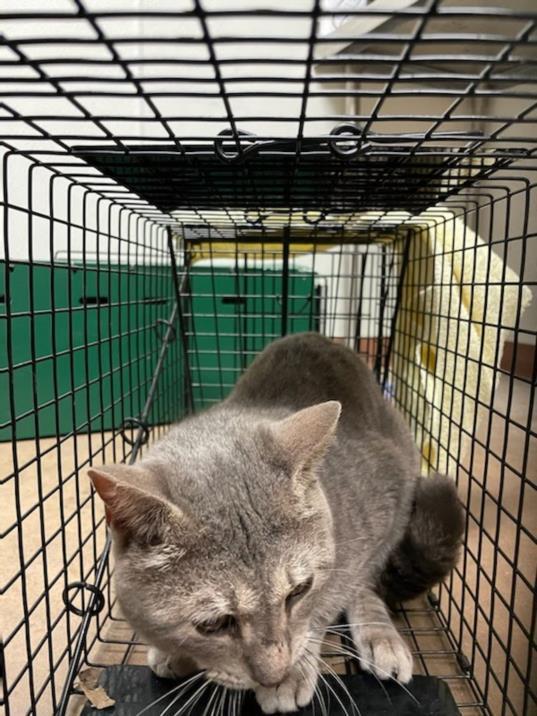 Cat for adoption - ELWOOD, a Domestic Short Hair in Austin, TX | Petfinder