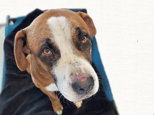 Dog for adoption - BUDDY*, a Boxer Mix in Tucson, AZ | Petfinder