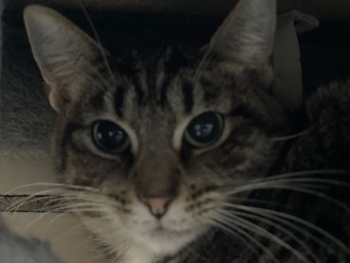 Zoe 2