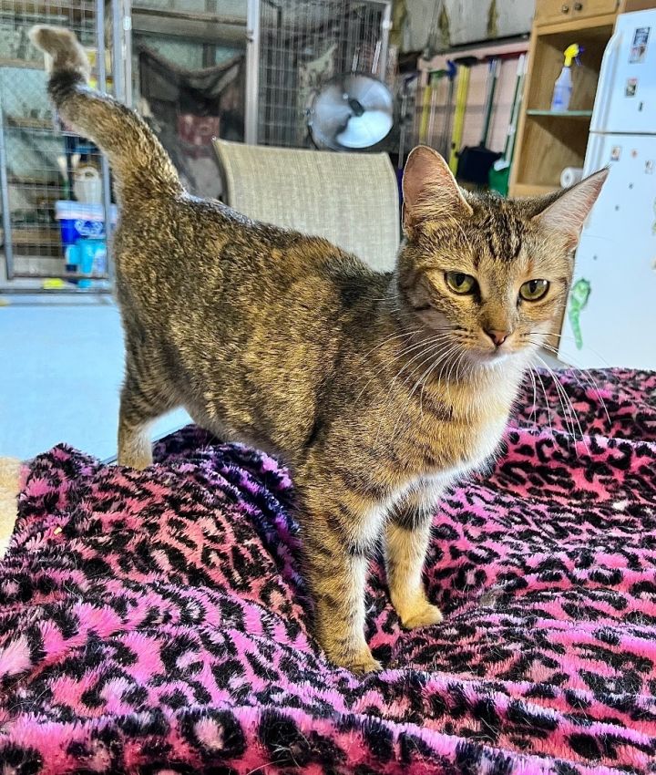 Chelsea , an adoptable Domestic Short Hair in Marble Falls, TX_image-3