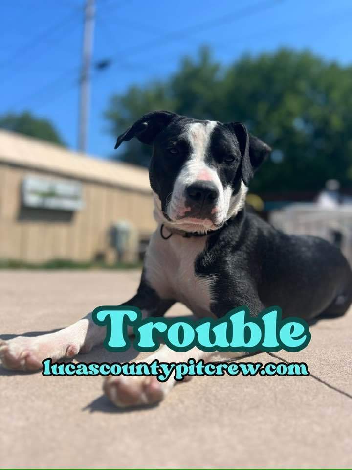 Trouble, an adoptable American Staffordshire Terrier & Pit Bull Terrier Mix in Toledo, OH_image-2