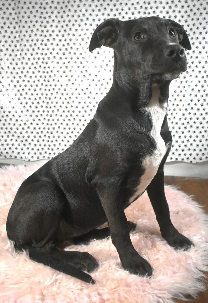 Aris, an adoptable Mixed Breed, Labrador Retriever in Sharon, VT, 05065 | Photo Image 2