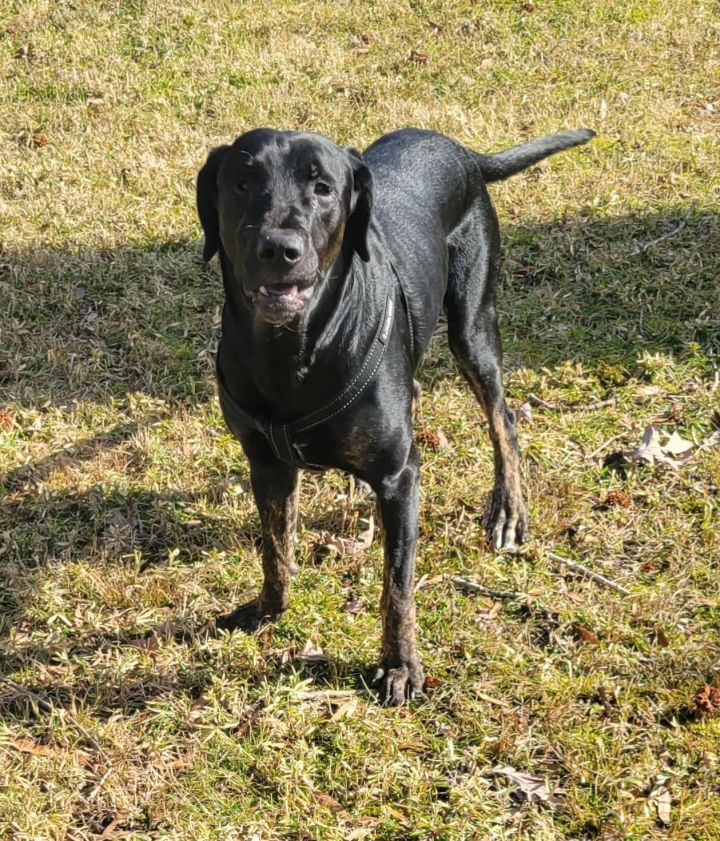 Lenny, an adoptable Black Labrador Retriever Mix in Rockville, MD_image-1