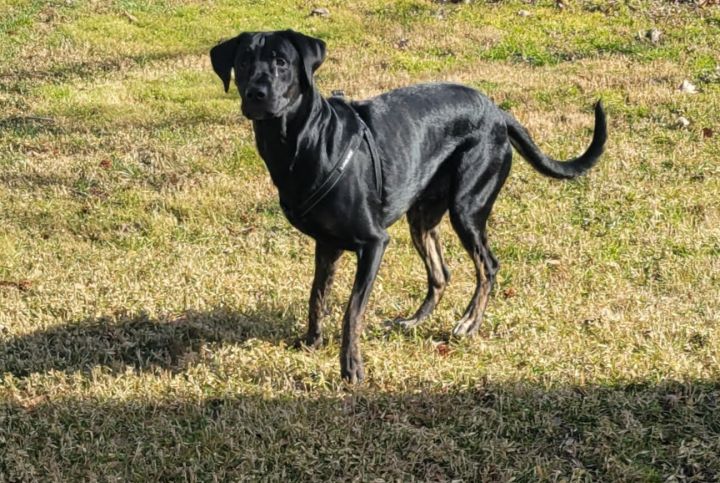 Lenny, an adoptable Black Labrador Retriever Mix in Rockville, MD_image-3
