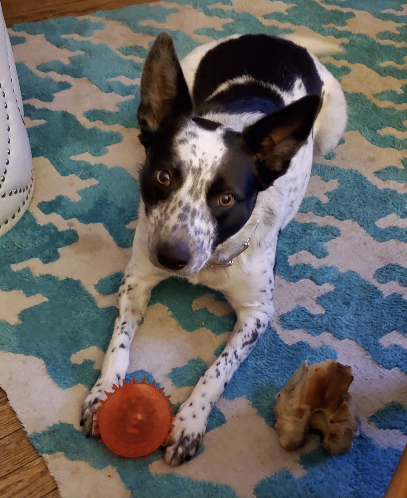 Gypsy Rose, an adoptable Cattle Dog in Lewistown, PA, 17044 | Photo Image 1