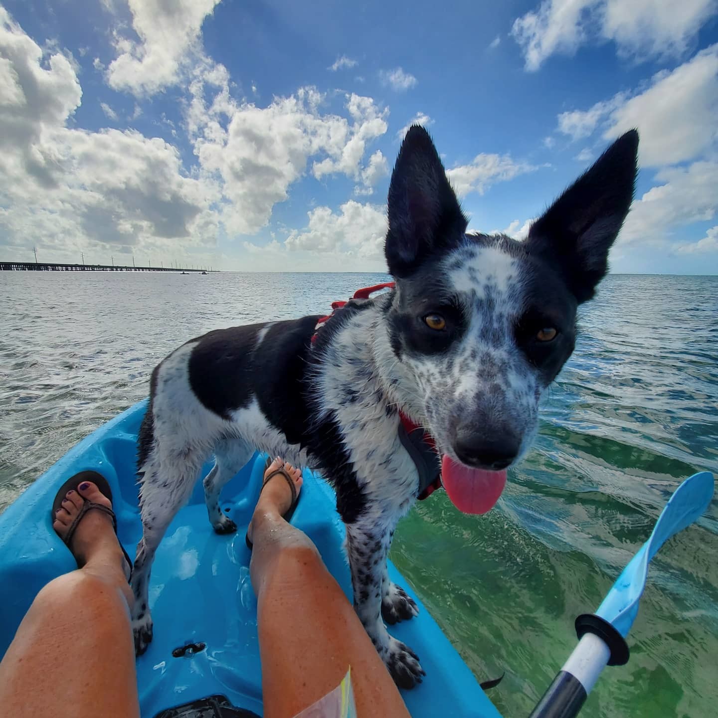 Gypsy Rose, an adoptable Cattle Dog in Lewistown, PA, 17044 | Photo Image 2