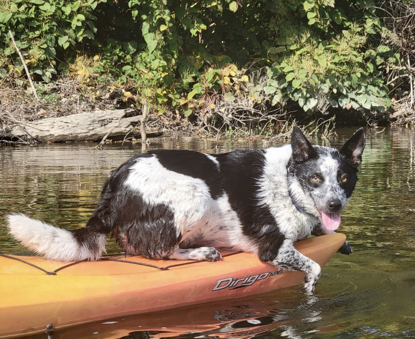 Gypsy Rose, an adoptable Cattle Dog in Lewistown, PA, 17044 | Photo Image 3