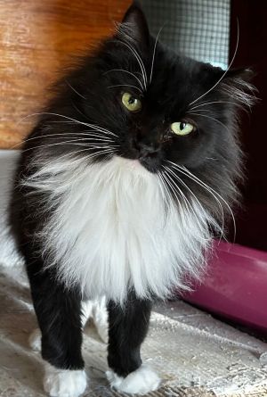 Siberian best sale tuxedo cat