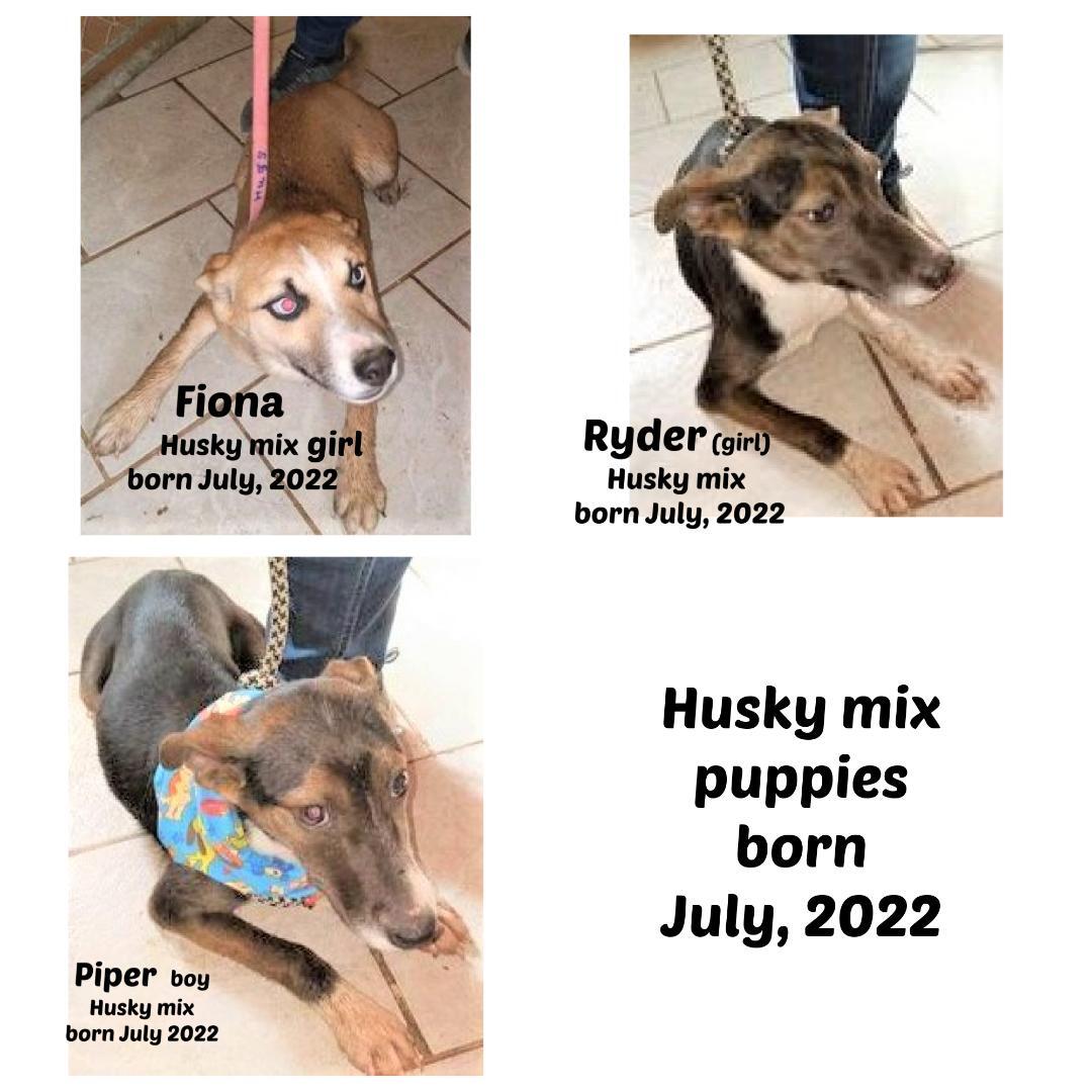 FIONA, PIPER, RYDER together /separately boys & girls