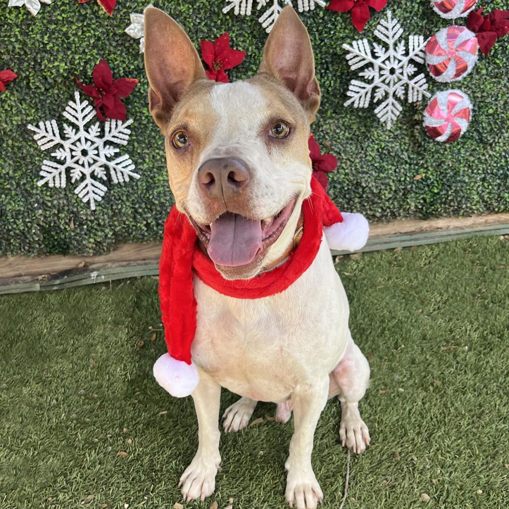 Cash, an adoptable Pointer in Austin, TX, 78704 | Photo Image 4