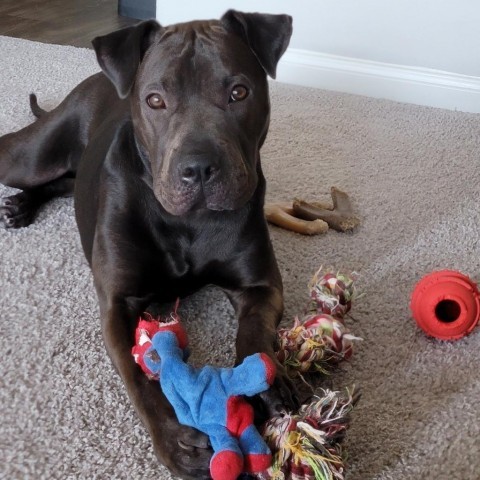 San Jose, an adoptable Pit Bull Terrier, Shar-Pei in Austin, TX, 78704 | Photo Image 2