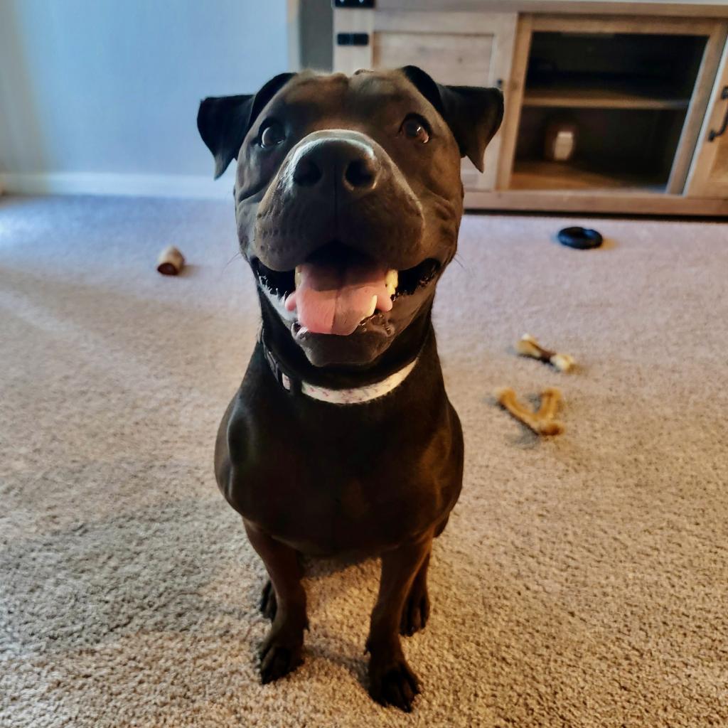 San Jose, an adoptable Pit Bull Terrier, Shar-Pei in Austin, TX, 78704 | Photo Image 2