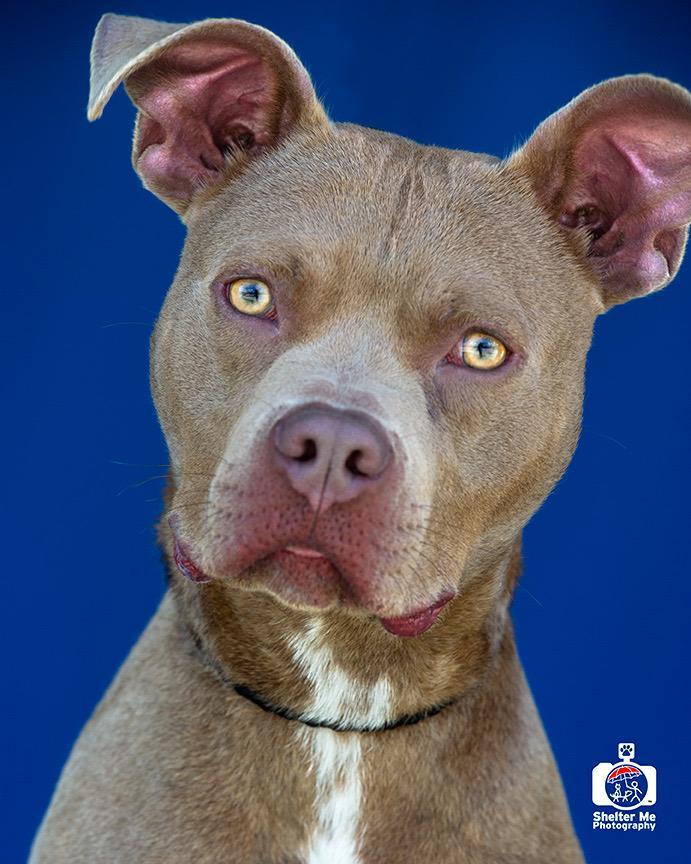 Ike, an adoptable Pit Bull Terrier, Mixed Breed in Denham Springs, LA, 70726 | Photo Image 1