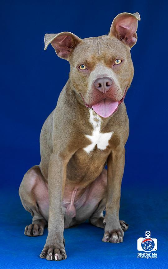 Ike, an adoptable Pit Bull Terrier, Mixed Breed in Denham Springs, LA, 70726 | Photo Image 2