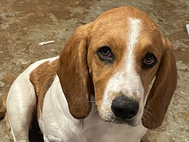 St bernard store hound mix puppies