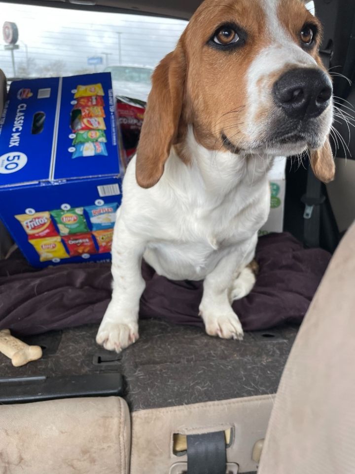 Basset hound and store saint bernard mix