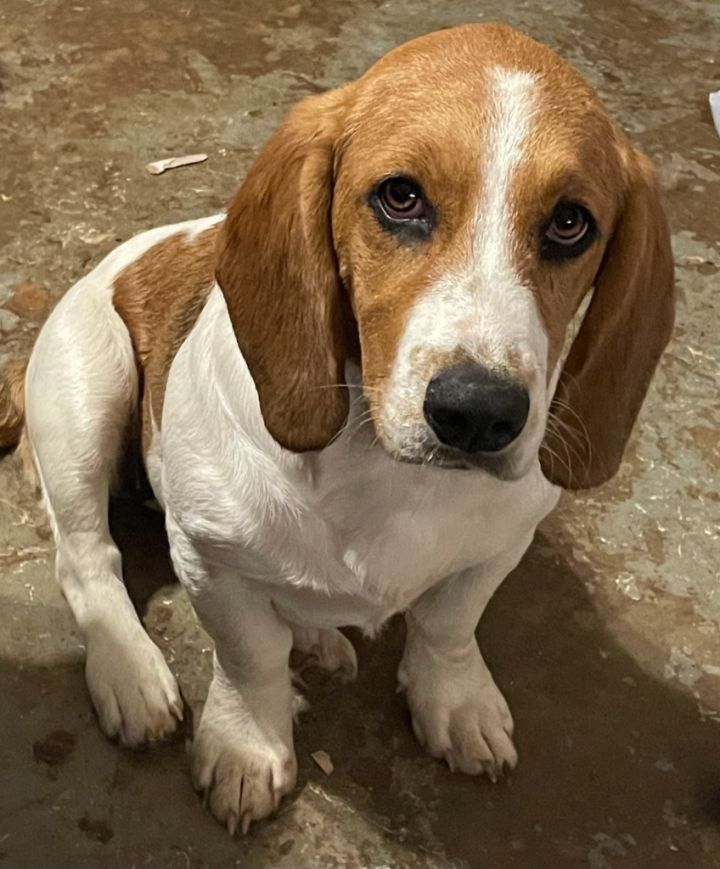 St bernard basset sales hound mix