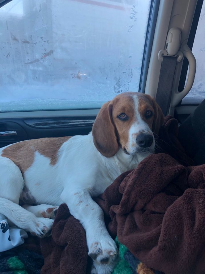 St bernard store hound mix puppies