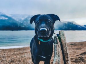 Ayo is a handsome large dog that is Embark tested and came back as a German Shepherd Alaskan Malamut