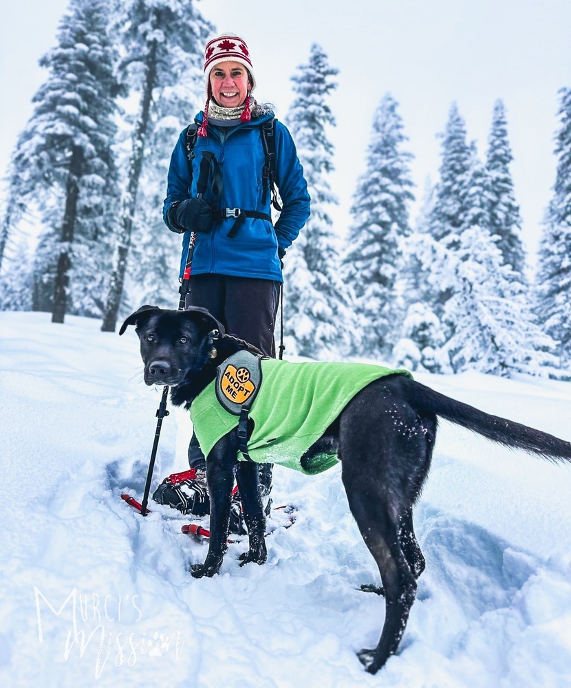 Ayo the Adventure Mutt, an adoptable Shepherd in Spokane , WA, 99209 | Photo Image 2