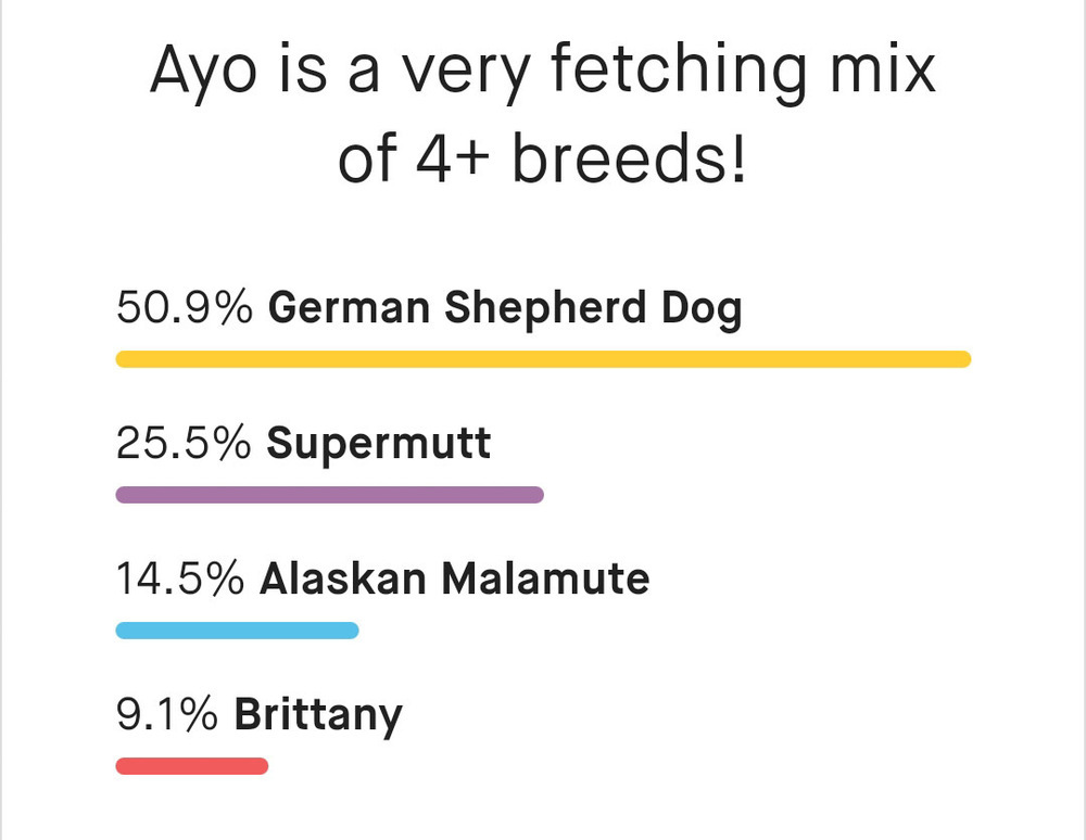 Ayo *WAITING FOR A FAMILY FOR TWO YEARS!*, an adoptable German Shepherd Dog, Alaskan Malamute in Spokane , WA, 99209 | Photo Image 2