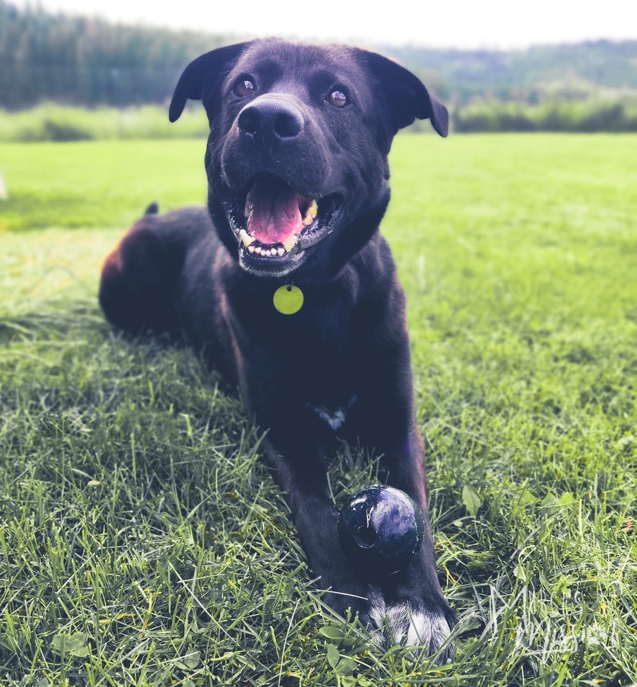 Ayo *WAITING FOR A FAMILY FOR TWO YEARS!*, an adoptable German Shepherd Dog, Alaskan Malamute in Spokane , WA, 99209 | Photo Image 3