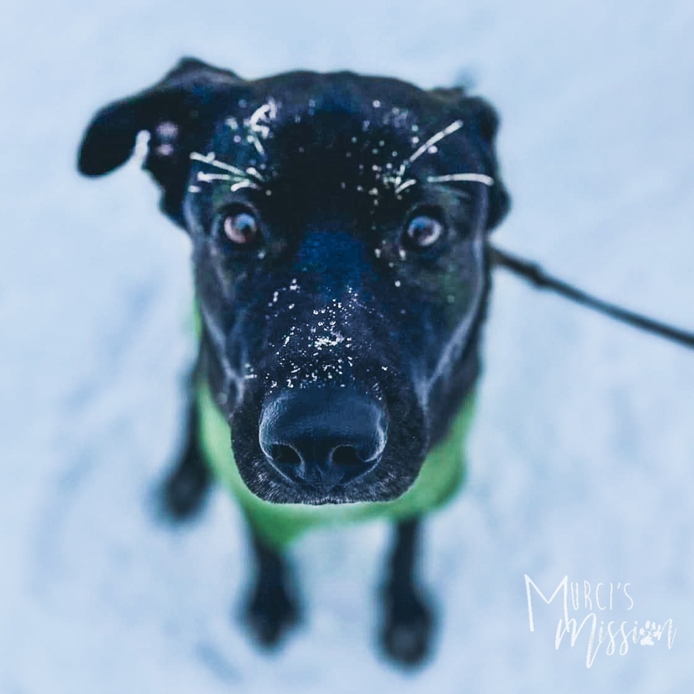 Ayo *WAITING FOR A FAMILY FOR TWO YEARS!*, an adoptable Shepherd in Spokane , WA, 99209 | Photo Image 4