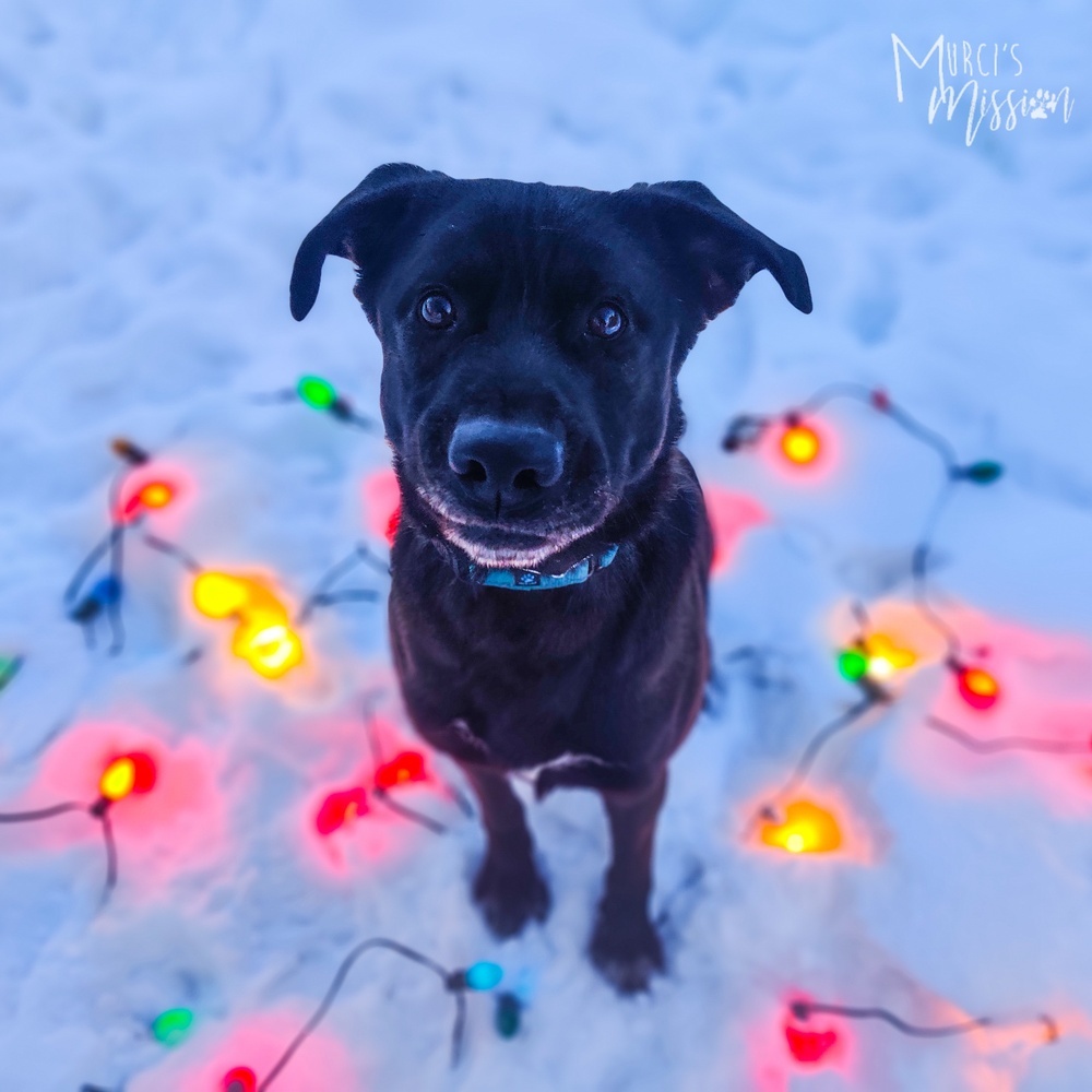 Ayo the Adventure Mutt, an adoptable Shepherd in Spokane , WA, 99209 | Photo Image 6