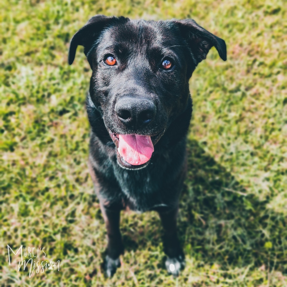 Ayo *WAITING FOR A FAMILY FOR TWO YEARS!*, an adoptable German Shepherd Dog, Alaskan Malamute in Spokane , WA, 99209 | Photo Image 6