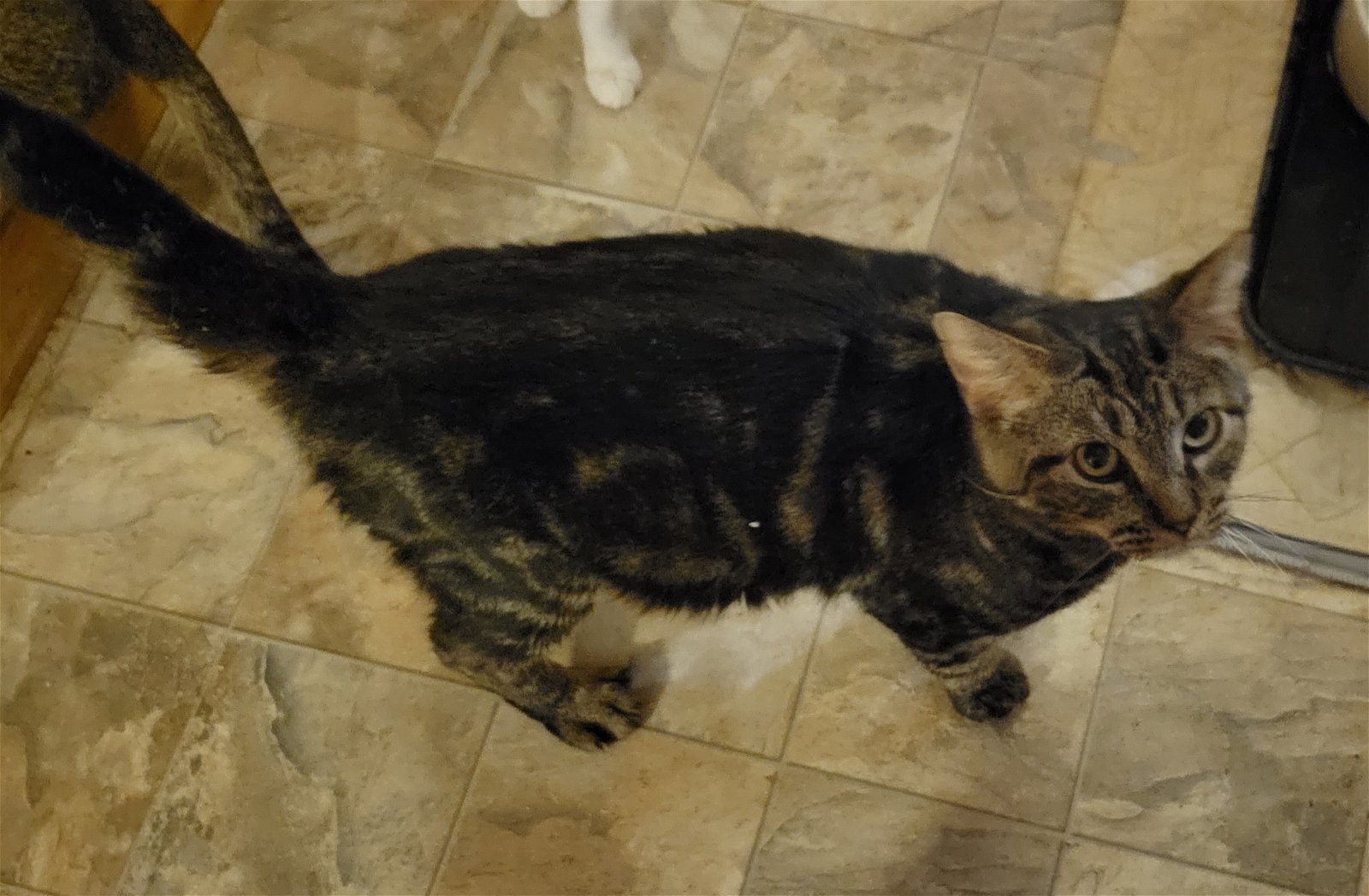 Wallace, an adoptable Domestic Short Hair, Tabby in Dublin, OH, 43017 | Photo Image 4