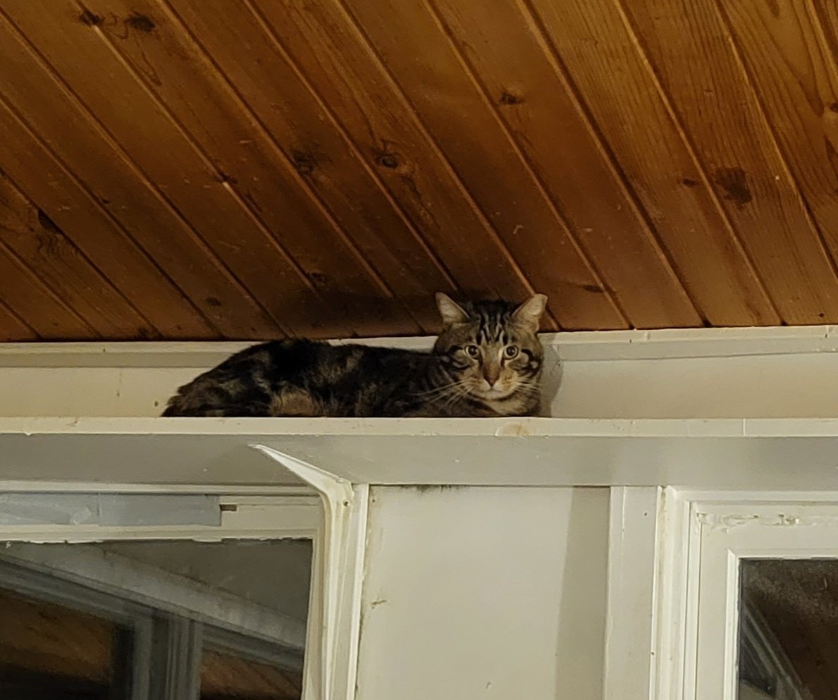 Wallace, an adoptable Domestic Short Hair, Tabby in Dublin, OH, 43017 | Photo Image 5