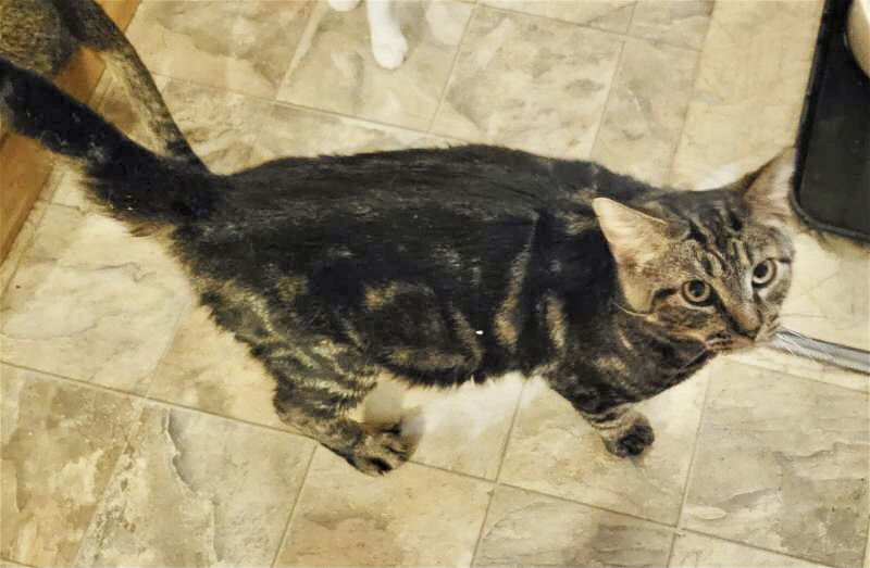 Wallace, an adoptable Domestic Short Hair, Tabby in Dublin, OH, 43017 | Photo Image 6