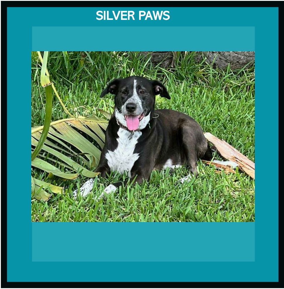 Lily Bahama Mama, an adoptable Labrador Retriever, Pointer in Royal Palm Beach, FL, 33421 | Photo Image 1