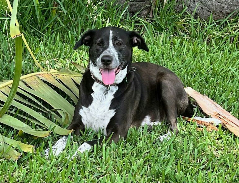 Lily Bahama Mama, an adoptable Labrador Retriever, Pointer in Royal Palm Beach, FL, 33421 | Photo Image 2
