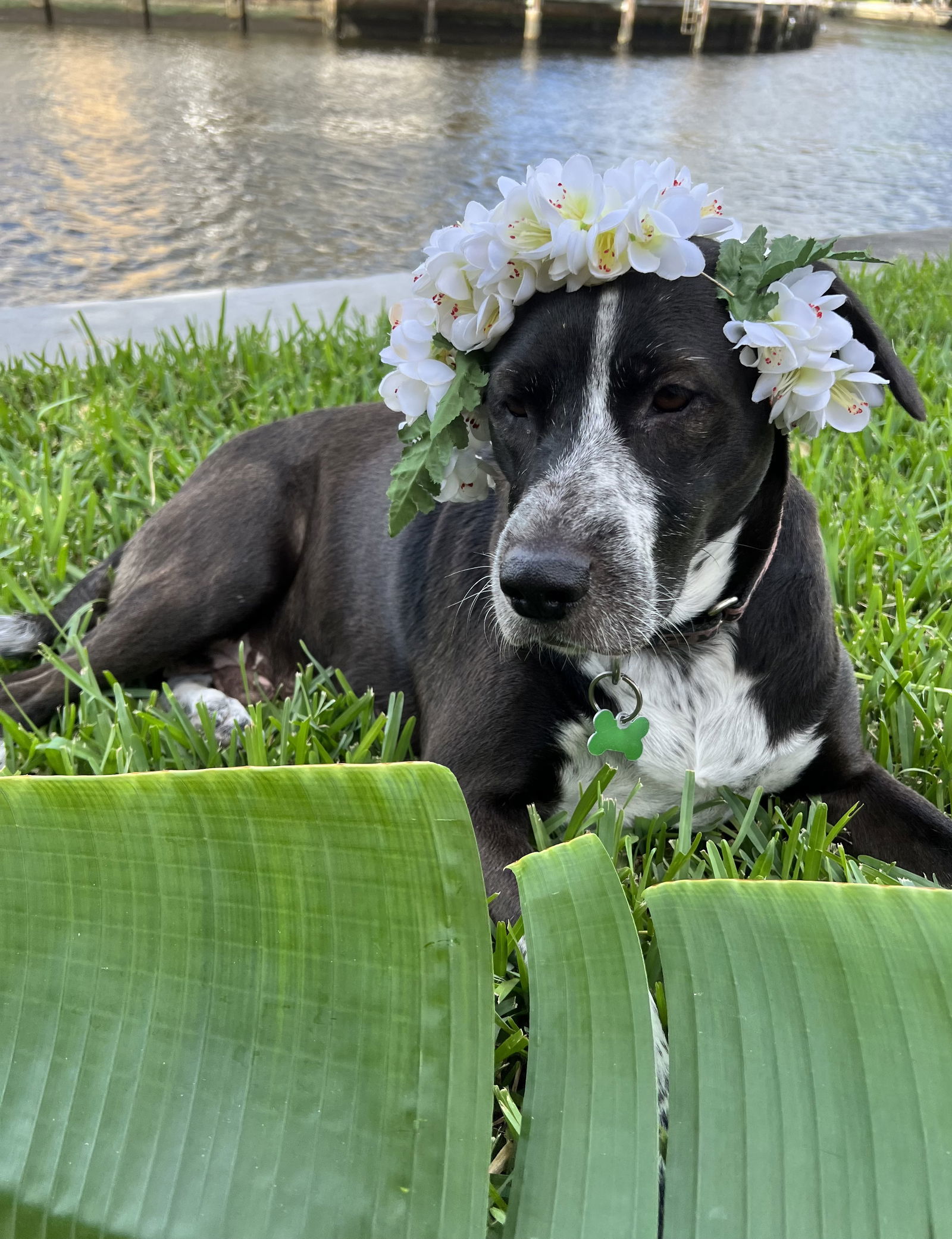 Lily Bahama Mama, an adoptable Labrador Retriever, Pointer in Royal Palm Beach, FL, 33421 | Photo Image 3