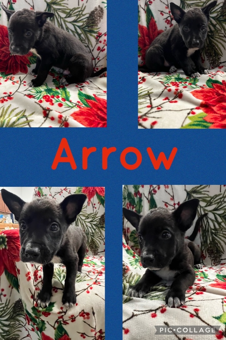 Arrow , an adopted Border Collie & German Shepherd Dog Mix in Rock Hill, SC_image-2
