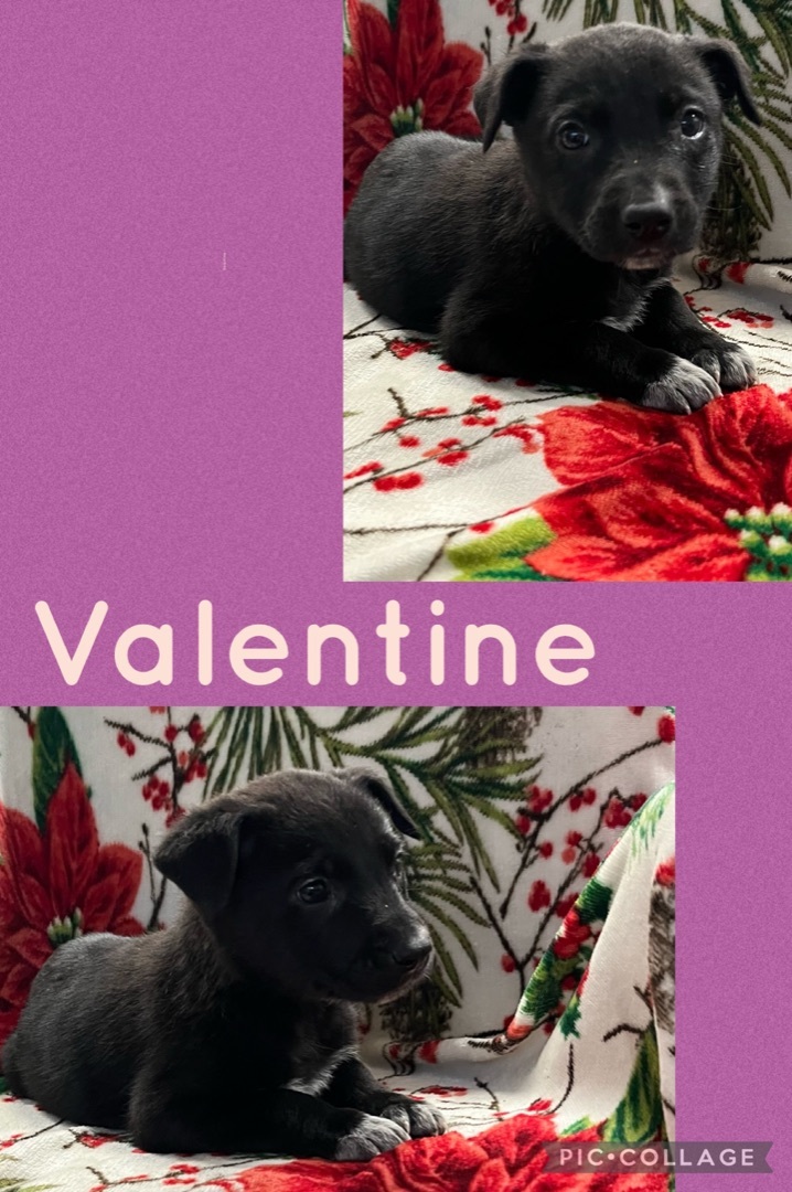 Valentine  2