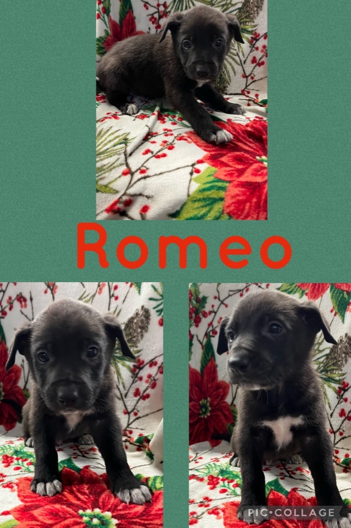 Romeo, an adopted Border Collie & German Shepherd Dog Mix in Rock Hill, SC_image-2