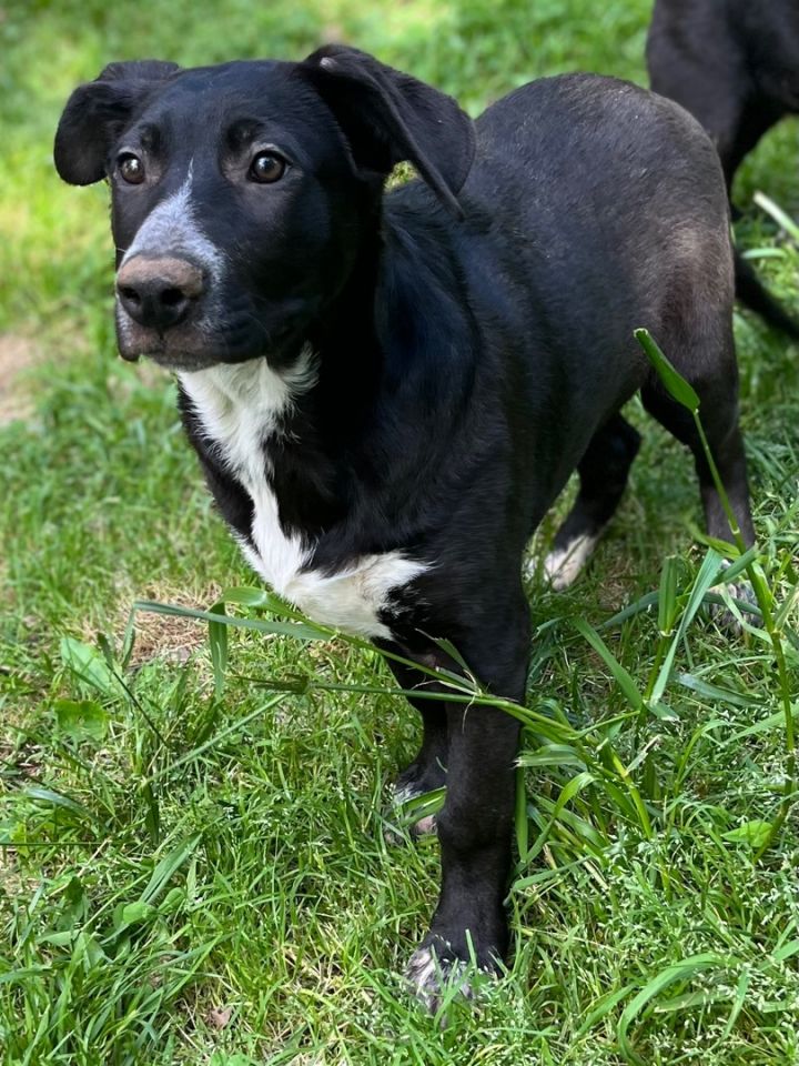 Hunk, an adoptable Border Collie in Rock Hill, SC_image-3