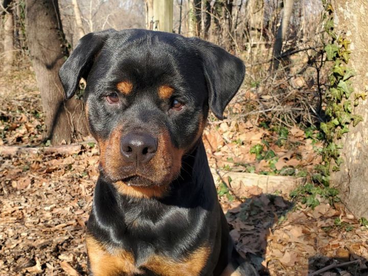 Beetlejuice, an adopted Rottweiler in Port Washington, NY_image-2